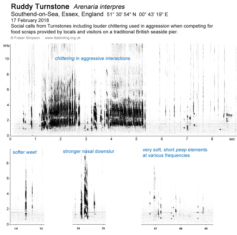 Sonogram of Turnstone calls