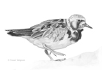 Ruddy Turnstone sketch  Fraser Simpson