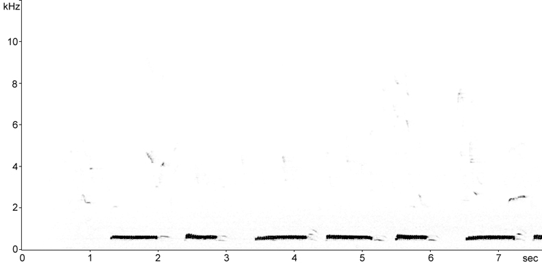 Sonogram of Turtle Dove song