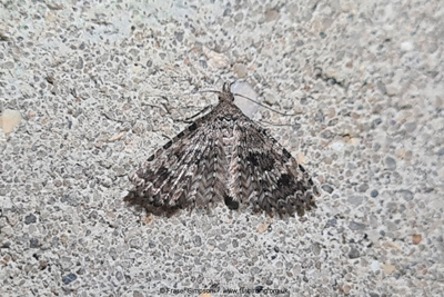 Twenty-plume Moth (Alucita hexadactyla) hibernating  Fraser Simpson