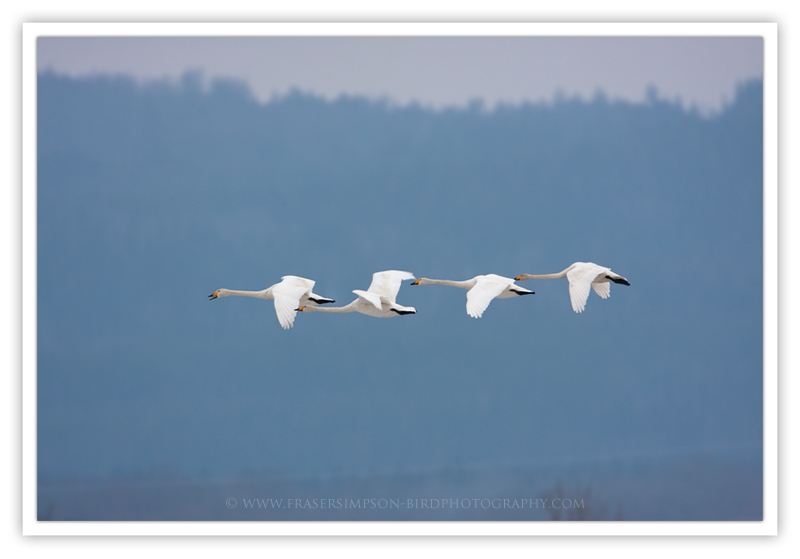 Whooper Swan photography © Fraser Simpson 2010
