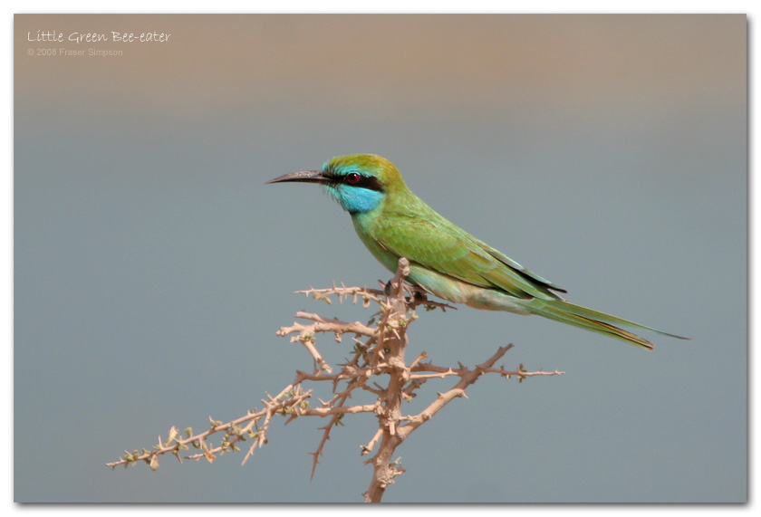 Little Green Bee-eater, Al Jazeerah Khor  Fraser Simpson