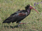 Bald Ibis, Spain