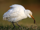 Cattle Egret, Scotland