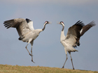 Cranes, Sweden