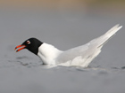 Mediterranean Gull, London