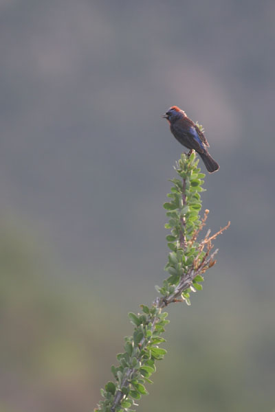 Varied Bunting 2006 Fraser Simpson