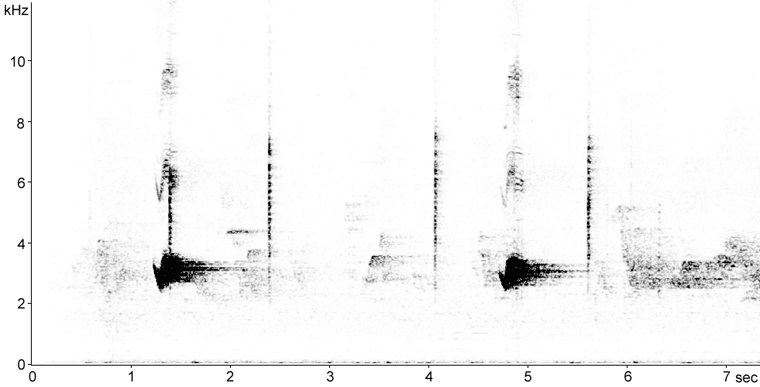 Sonogram of Veery calls