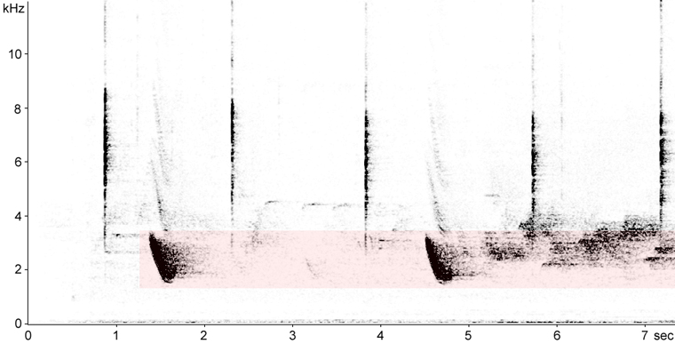 Sonogram of Veery calls