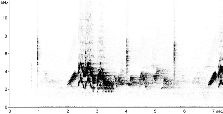 Sonogram of Veery song