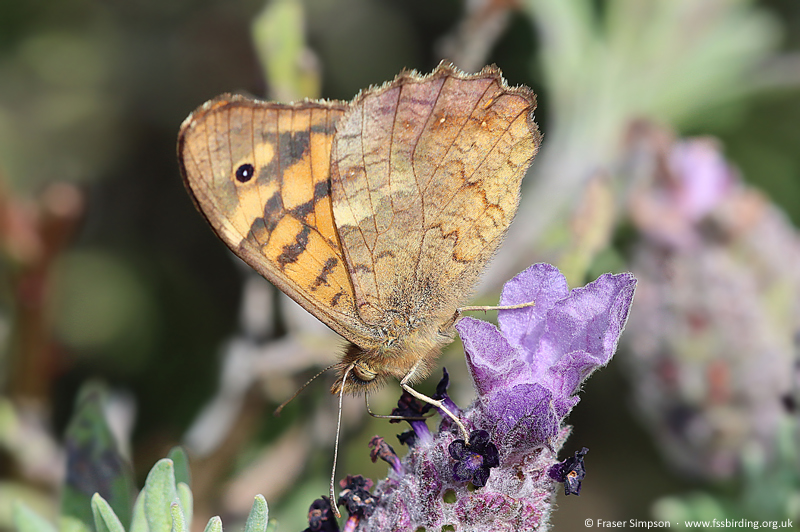 Wall Brown (Lasiommata megera) � Fraser Simpson
