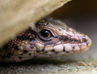 Iberian Wall Lizard