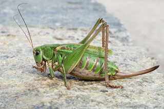 Common Wart-biter (Decticus verrucivorus) © Fraser Simpson