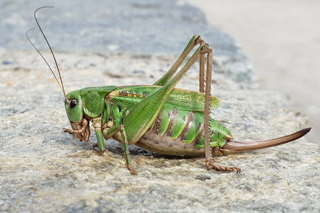 Common Wart-biter (Decticus verrucivorus)  Fraser Simpson