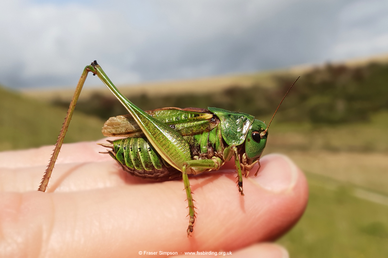 Common Wart-biter (Decticus verrucivorus)  Fraser Simpson