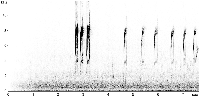 Sonogram of Water Pipit calls in flight