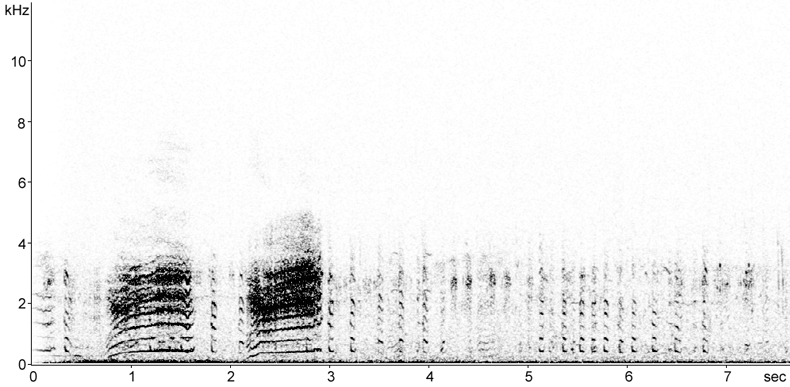 Sonogram of Water Rail song