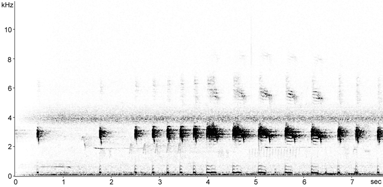 Sonogram of Water Rail calls