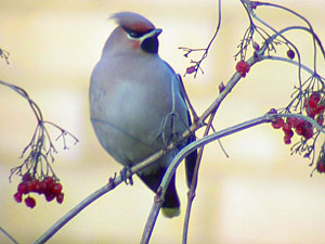 Waxwing Fraser Simpson