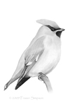 Bohemian Waxwing sketch  Fraser Simpson