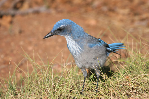 Western Scrub-Jay 2006 Fraser Simpson
