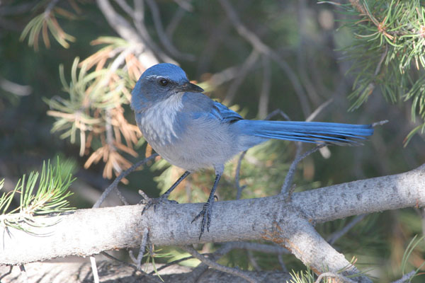 Western Scrub-Jay 2006 Fraser Simpson