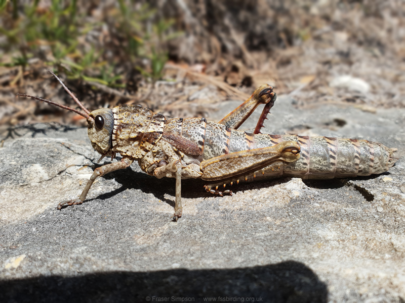 Western Stone Grasshopper (Acinipe hesperica) © Fraser Simpson