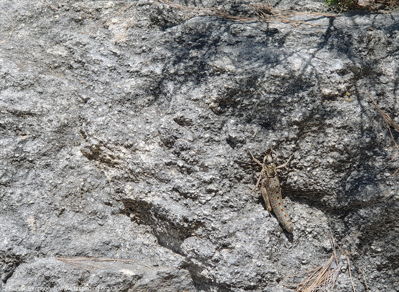 Western Stone Grasshopper (Acinipe hesperica) © Fraser Simpson
