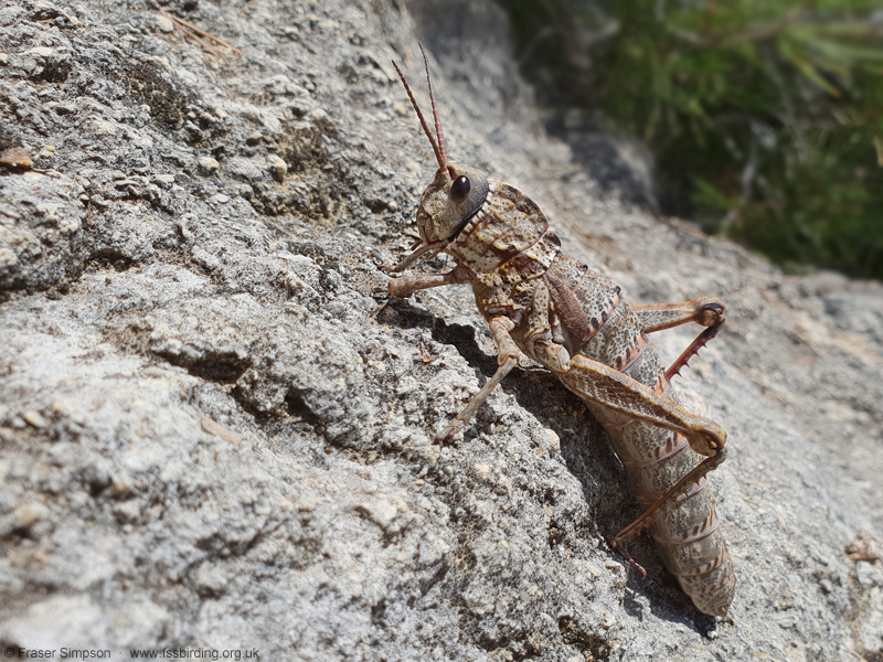 Western Stone Grasshopper (Acinipe hesperica) © Fraser Simpson