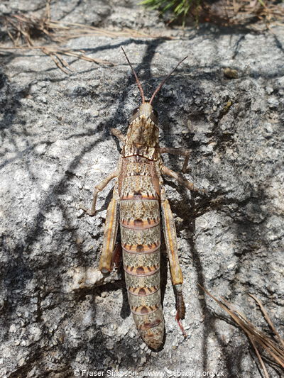Western Stone Grasshopper (Acinipe hesperica) © Fraser Simpson
