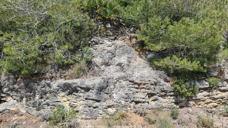 Western Stone Grasshopper (Acinipe hesperica) habitat, La Breña de Barbate, Spain © Fraser Simpson