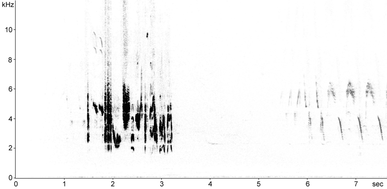 Sonogram of Northern Wheatear song (perched)