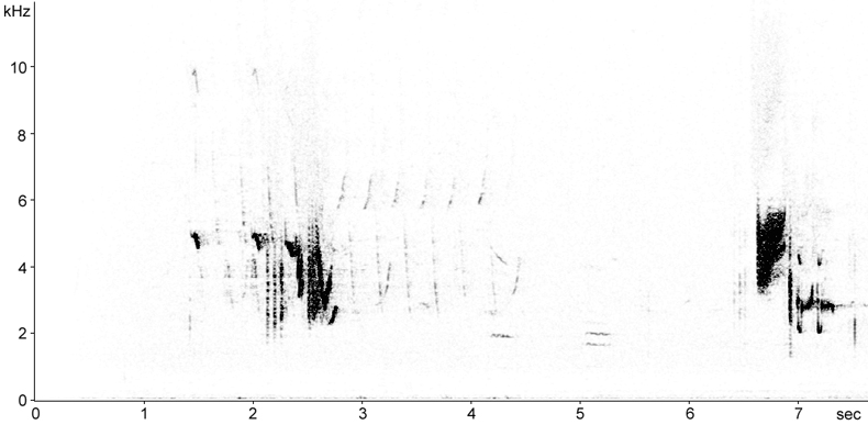 Sonogram of Northern Wheatear song (perched)
