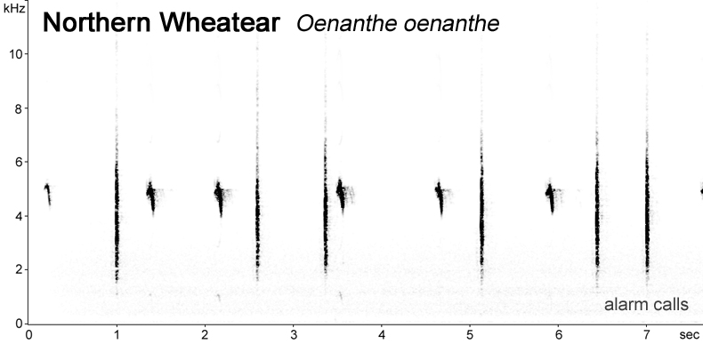 Sonogram of Northern Wheatear alarm calls  Fraser Simpson