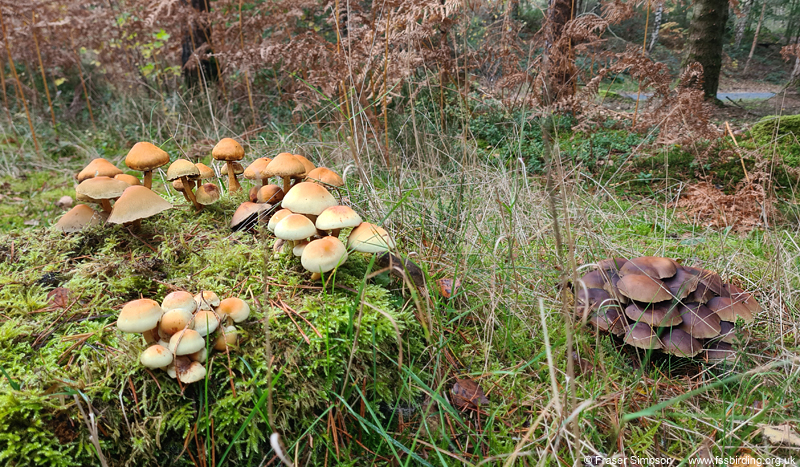 The forest was rich in (unpicked) fungi, Whinfell Forest, Cumbria  Fraser Simpson 