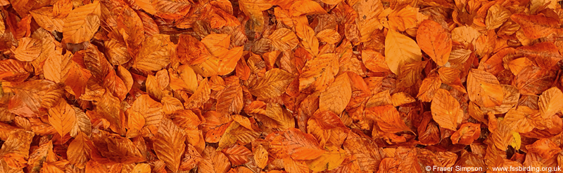 Beech leaves, Center Parcs, Whinfell Forest  Fraser Simpson 