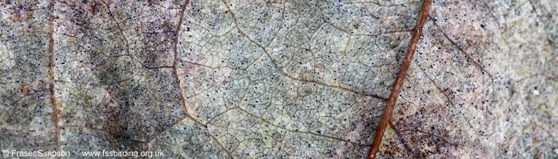 Oak leaf detail, Whinfell Forest  Fraser Simpson 