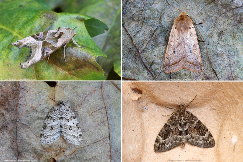 New moths from Center Parcs Whinfell Forest, Cumbria, November 2021  Fraser Simpson