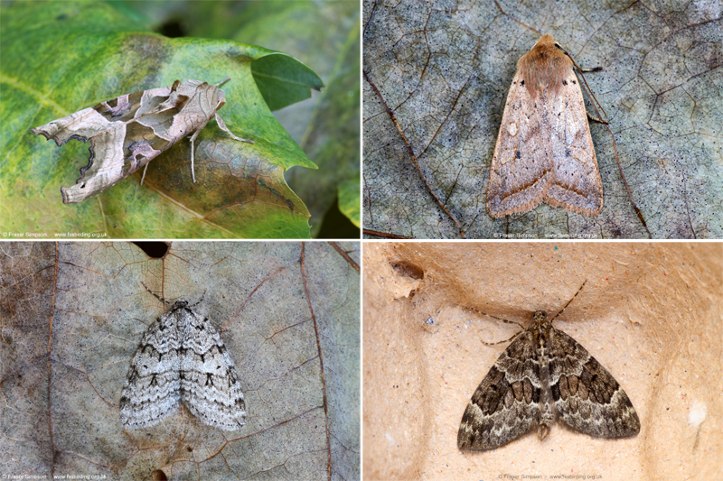 New moths from Center Parcs Whinfell Forest, Cumbria, November 2021 © Fraser Simpson