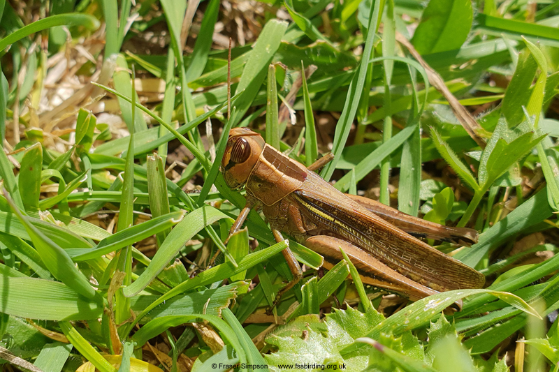 White Banded Grasshopper/Lamenting Grasshopper (Eyprepocnemis plorans)  Fraser Simpson