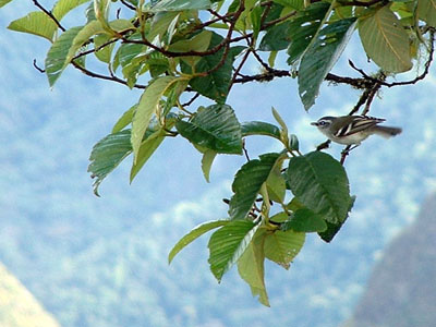 White-banded Tyrannulet