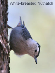 White-breasted Nuthatch  2006  F. S. Simpson