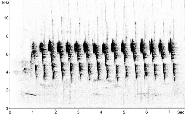 Sonogram of White-browed Scrubwren calls