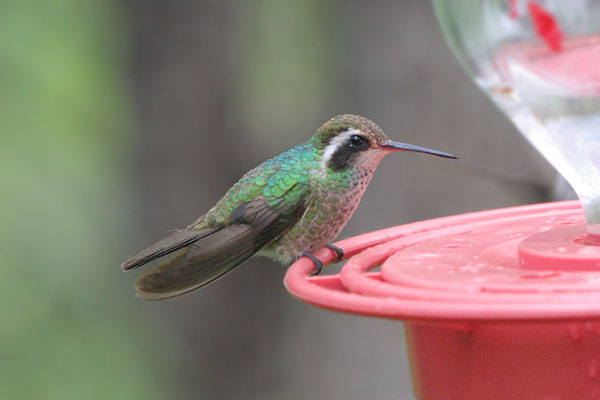White-eared Hummingbird 2006 Fraser Simpson