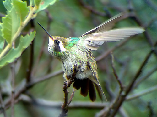 Phonescoped White-eared Hummingbird   2006 Fraser Simpson