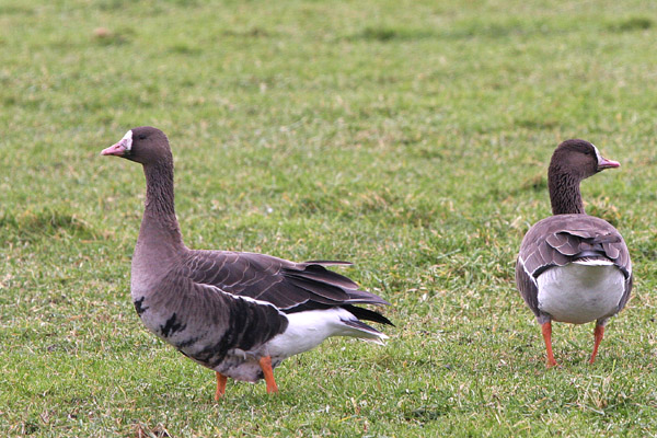 Siberian White-fronted Geese 2005 Fraser Simpson