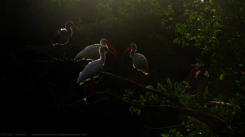 White Ibis  (Eudocimus albus)  Fraser Simpson 2014