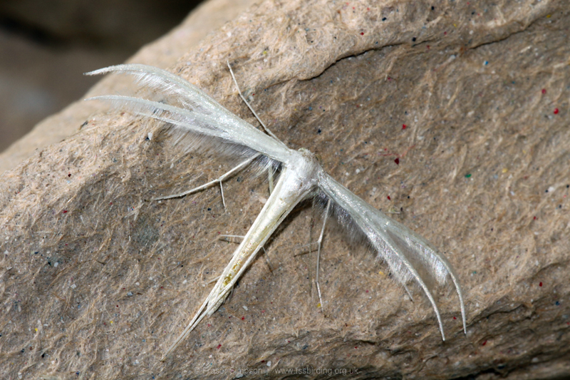 White Plume Moth (Pterophorus pentadactyla)  Fraser Simpson
