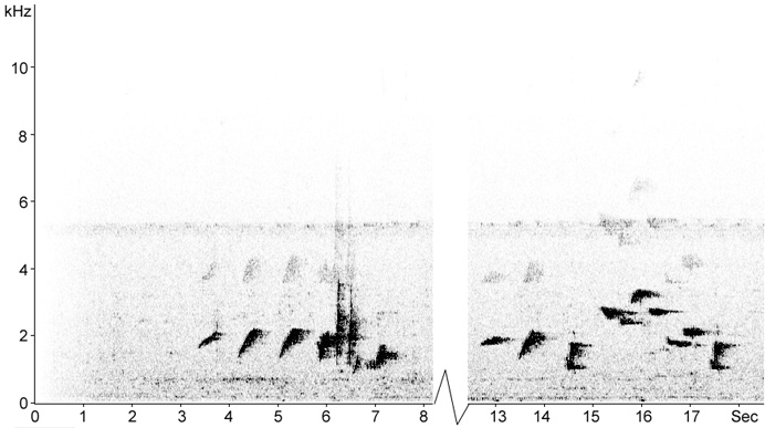 Sonogram of White-rumped Shama song