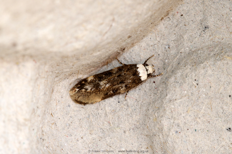 White-shouldered House-moth (Endrosis sarcitrella)  Fraser Simpson